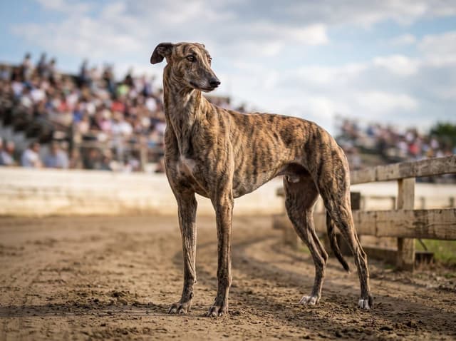 Chart angielski (Greyhound)