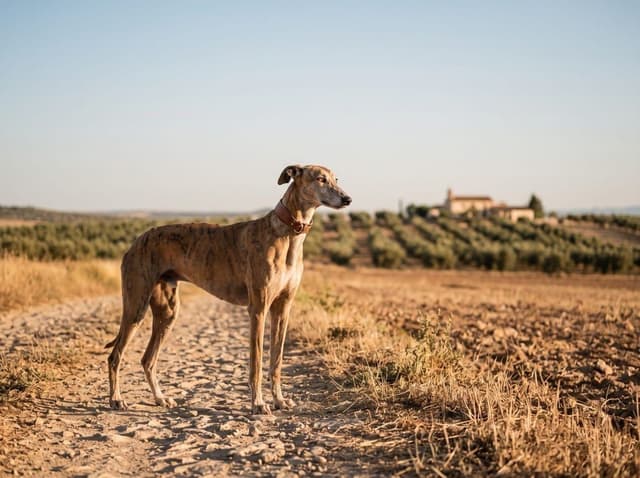 Chart hiszpański (Galgo Español)