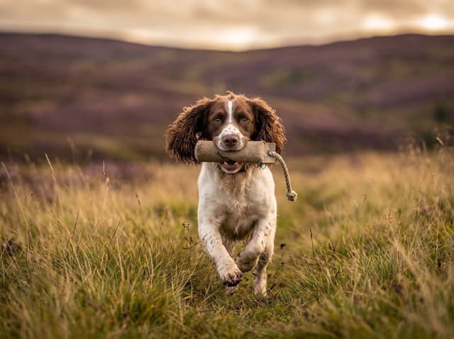 Springer spaniel angielski