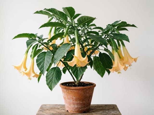 Bieluń / Trąbka anioła (Datura)