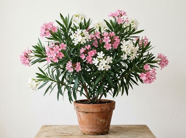 Oleander
